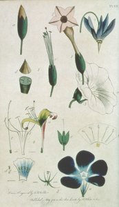 Deska XII, písmeno XVI. Pentandria Monagia, různé květiny s pěti tyčinkami, znázorňující prvky botaniky, jak vysvětlil Carolus Linné (1707-78), ryté umělcem, hospoda. od B. White and Son,
